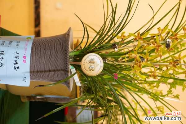 兰花茎腐病用什么药