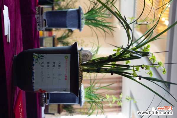 兰花茎腐病用什么药