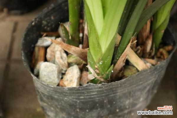 兰花茎腐病用什么药