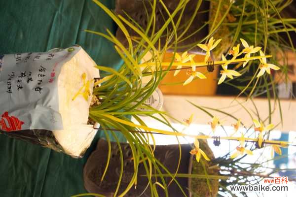 兰花茎腐病用什么药