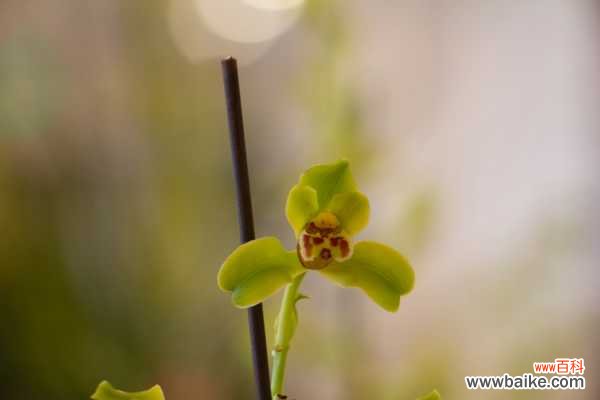 兰花茎腐病用什么药