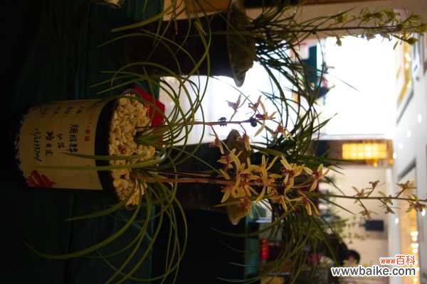 兰花茎腐病用什么药