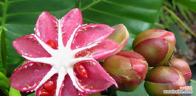 什么花象征新生和希望?新生代表花卉有哪些?