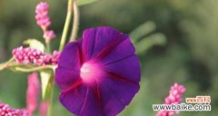 什么花象征新生和希望？新生代表花卉有哪些？