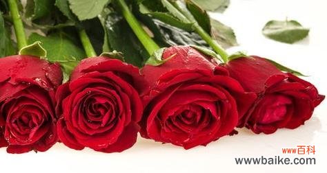 什么花代表我爱你？如何用花卉表达爱意？