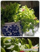 什么花代表虚心？虚心花的象征意义是什么？