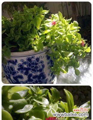 什么花代表虚心？虚心花的象征意义是什么？