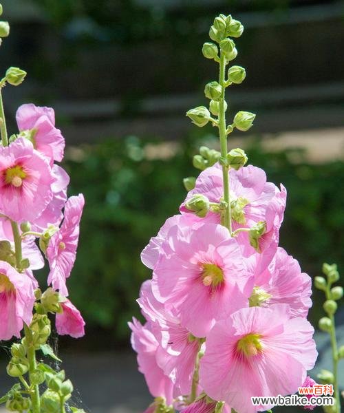 什么花代表虚心？虚心花的象征意义是什么？