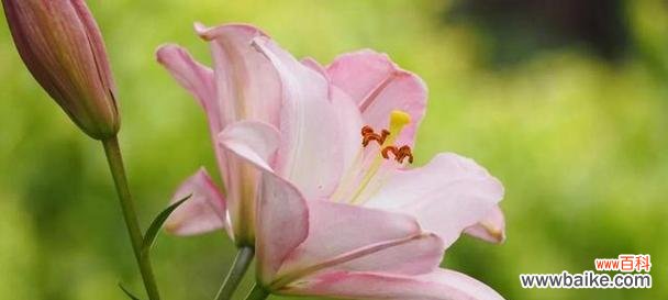 什么花代表幸福?揭秘最能象征幸福的花卉种类