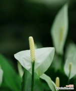 什么花象征着幸运和好运？如何用它们来提升家居风水？