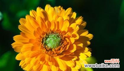 什么花代表永恒?永恒之花的含义和选择指南是什么?