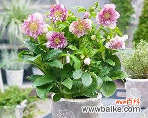 什么花代表永恒?永恒之花的含义和选择指南是什么?