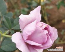 什么花代表永恒的爱？永恒之爱的花卉象征是什么？