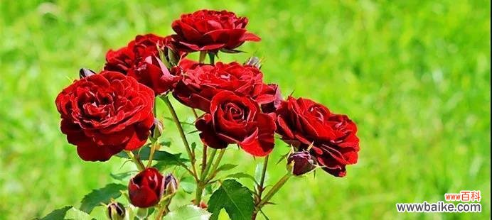 一生一世代表什么花？揭秘永恒爱情的花卉象征