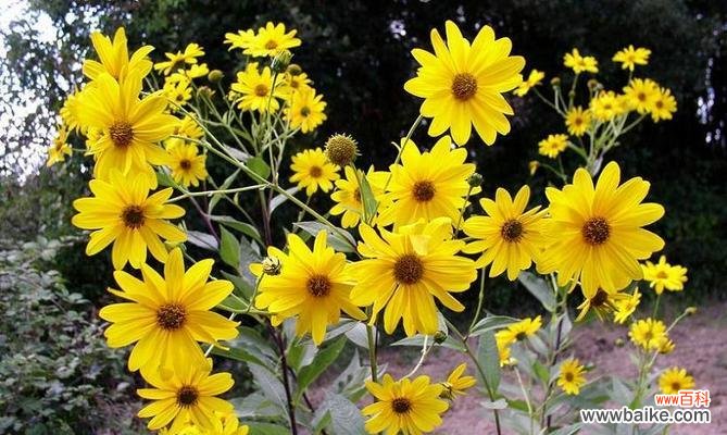 一生一世代表什么花？揭秘永恒爱情的花卉象征