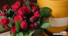 什么花象征着永恒的爱情？永恒爱情的花卉有哪些？