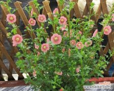 什么花最能代表优雅气质？优雅气质花的含义是什么？