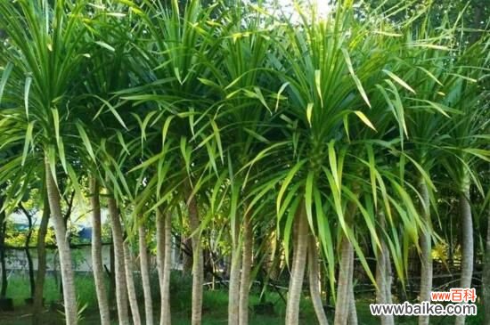 龙血树烂根的征兆，叶尖枯黄叶片垂落