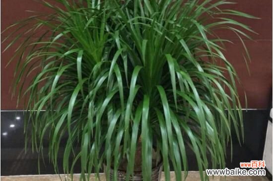 龙血树烂根的征兆，叶尖枯黄叶片垂落