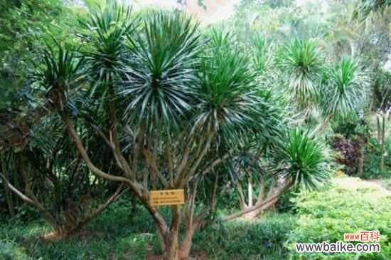 龙血树烂根的征兆，叶尖枯黄叶片垂落