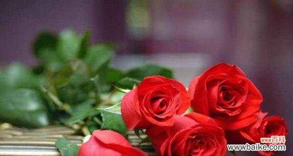 玫瑰花的意义与象征，解读33朵玫瑰的含义 花开爱恋，33朵玫瑰花的花语