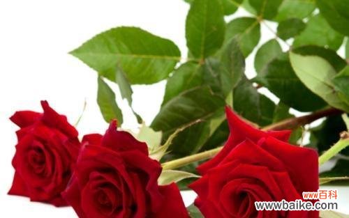 玫瑰花的意义与象征，解读33朵玫瑰的含义 花开爱恋，33朵玫瑰花的花语