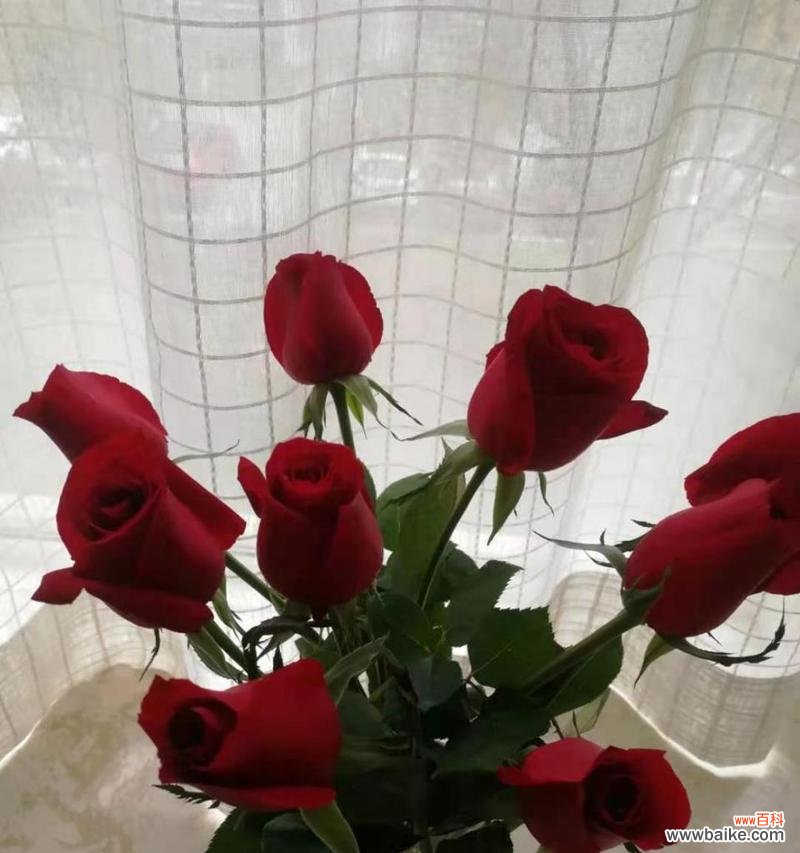 探究花语及传统含义 九朵玫瑰的象征意义