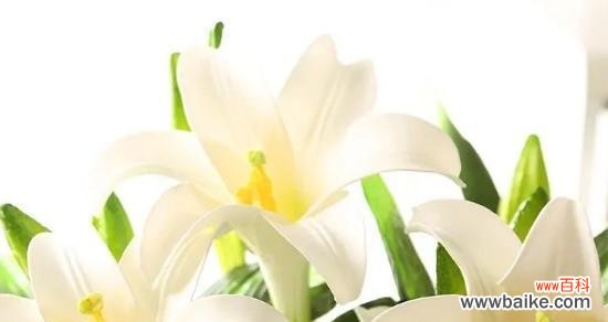 解读百合的美丽与意义 解读百合的美丽与意义