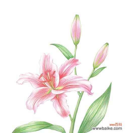 解读百合的美丽与意义 解读百合的美丽与意义