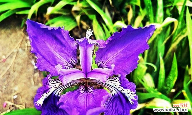 探秘尾花鸢尾花语的深层内涵 尾花鸢尾的花语及含义