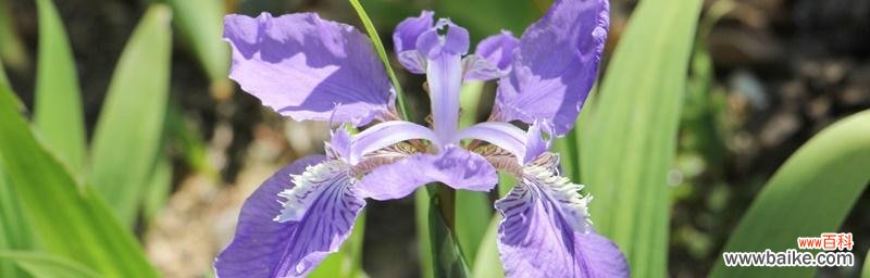 探秘尾花鸢尾花语的深层内涵 尾花鸢尾的花语及含义
