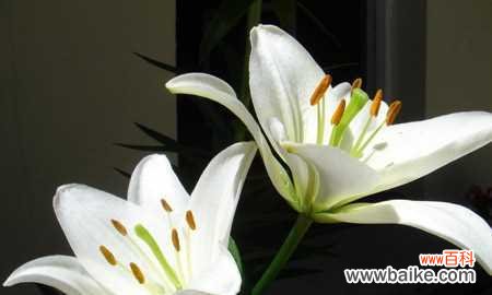 探索百合花的深层内涵和传说 解读百合花的花语和寓意