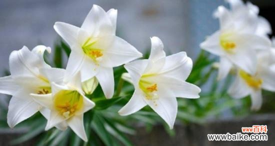 探索百合花的深层内涵和传说 解读百合花的花语和寓意