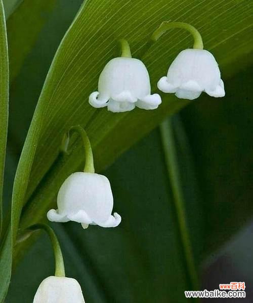 揭开铃兰花的神秘面纱 铃兰花的花语