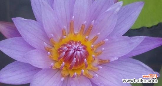 探寻睡莲不同颜色的花语与寓意 花开花落，睡莲的多彩生命