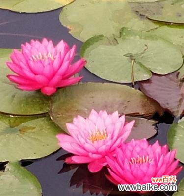 探寻睡莲不同颜色的花语与寓意 花开花落，睡莲的多彩生命