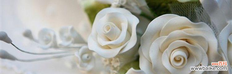 探寻白玫瑰的内涵及文化传承 白玫瑰的象征意义