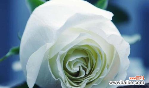 探寻白玫瑰的内涵及文化传承 白玫瑰的象征意义