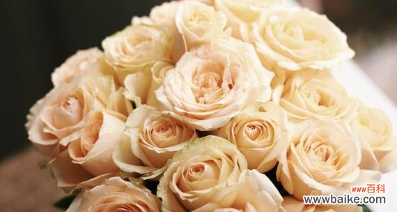 解读香槟玫瑰的11种不同情感象征 香槟玫瑰花语11朵的浪漫含义