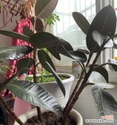 从橡皮树中汲取力量 橡皮树