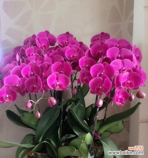 橡皮树的吉祥寓意与招财旺运