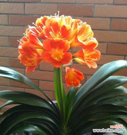 橡皮树的吉祥寓意与招财旺运