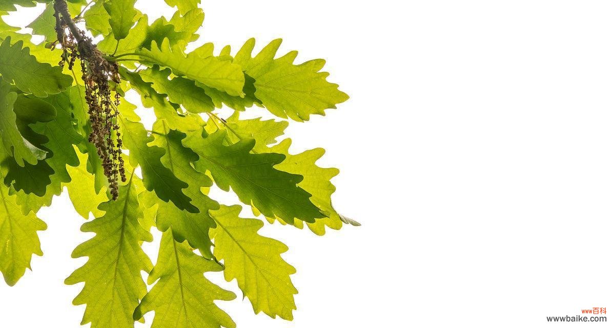 探索橡树花朵象征的自由和坚强意义 橡树的花语和文化含义