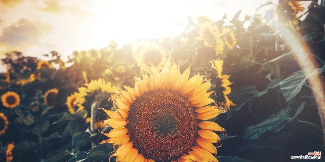揭开向日葵背后的花语和传说 向日葵的花语和传说