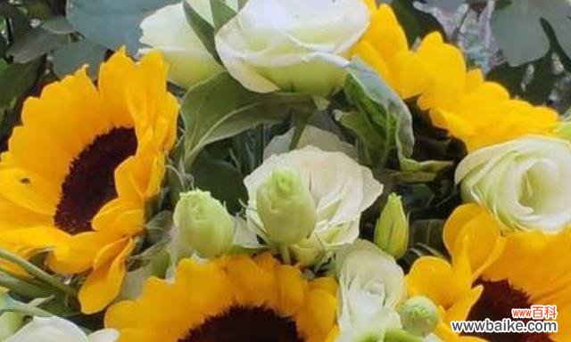 揭开向日葵背后的花语和传说 向日葵的花语和传说