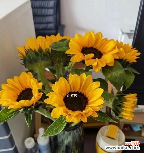 向日葵 向日葵的花语与寓意