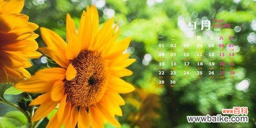 探寻向日葵的意义 向日葵的花期