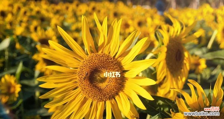 探寻向日葵的意义 向日葵的花期