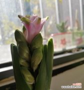 什么花象征着友情的长久？如何用花卉表达深厚的友谊？