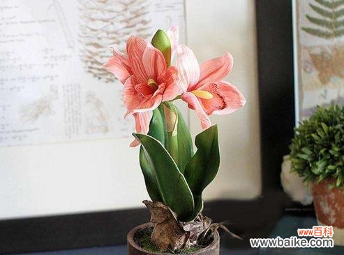 什么花象征着早日康复?如何选择康复祝福的花卉?